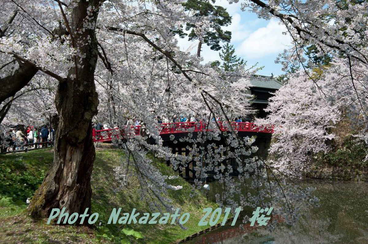 弘前城の桜